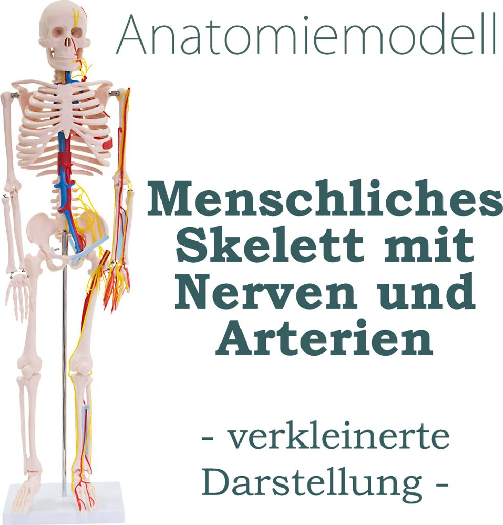 Anatomie Modell Skelett Auswahl Lebensgroß 180 cm oder Produktbild 2