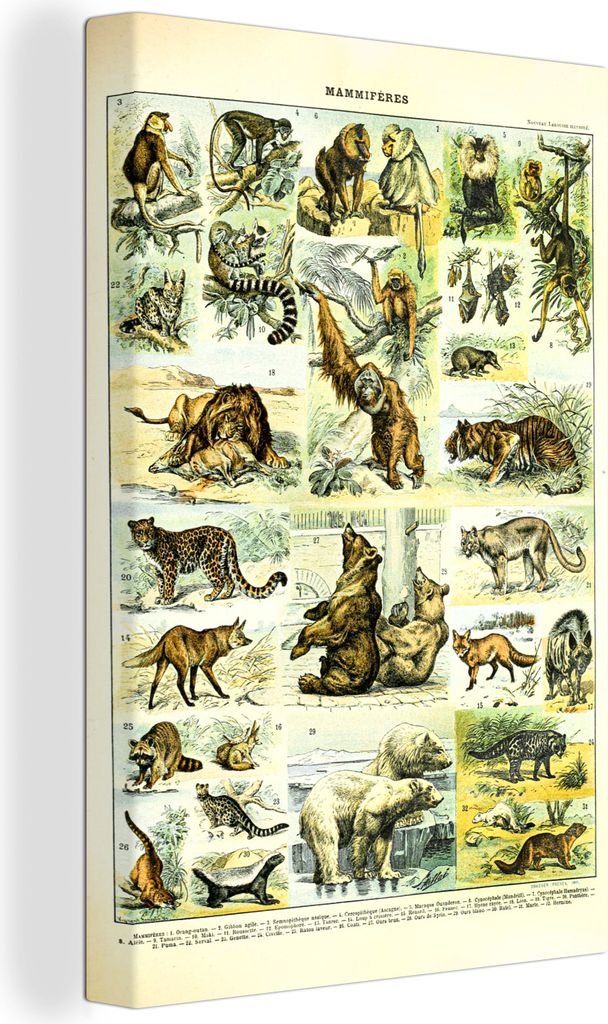 OneMillionCanvasses - Leinwandbilder - 90x140 cm, Tiere - Affe - Bären, Wandbilder Kunstdruck Wanddekoration - Foto auf Leinwand - Gemälde auf ...