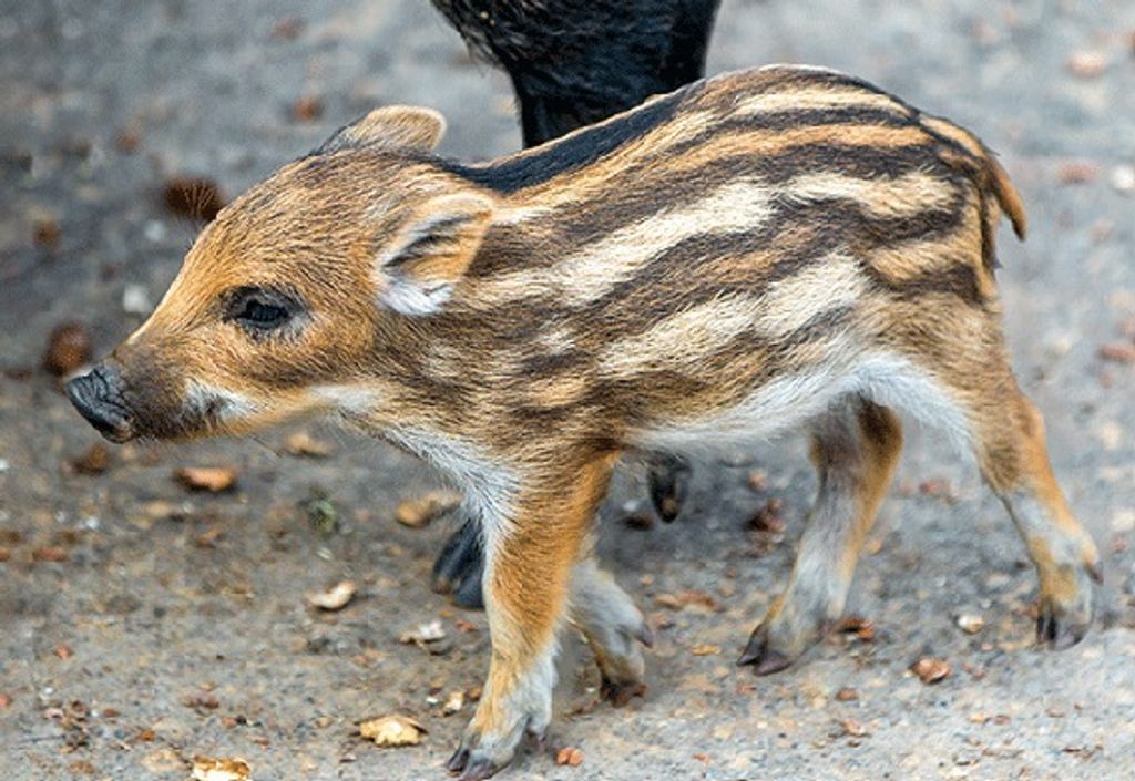 3 D Ansichtskarte Frischling, Postkarte Wackelkarte Hologrammkarte Tiere Tier Waldtiere Wildschwein