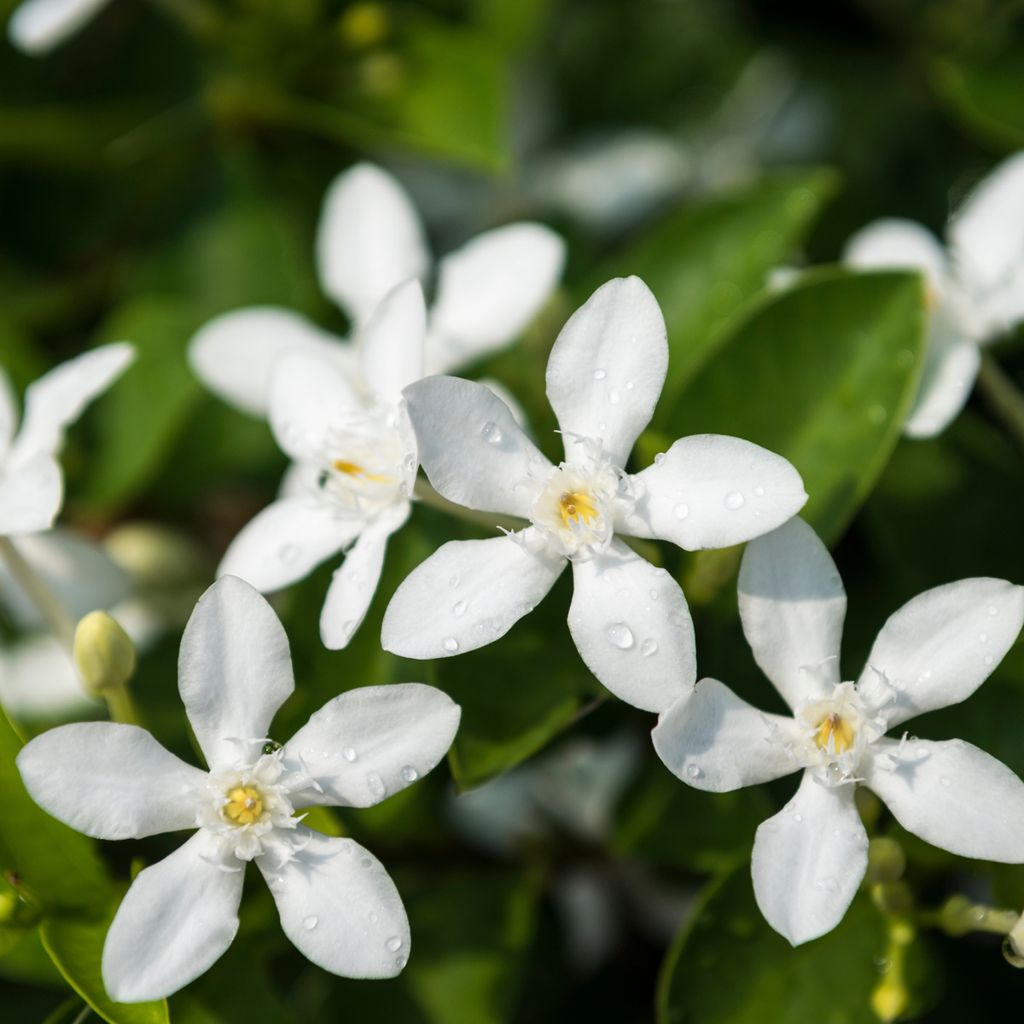 Sternjasmin - 2 Stk - Trachelospermum jasminoides - Höhe Produktbild 4