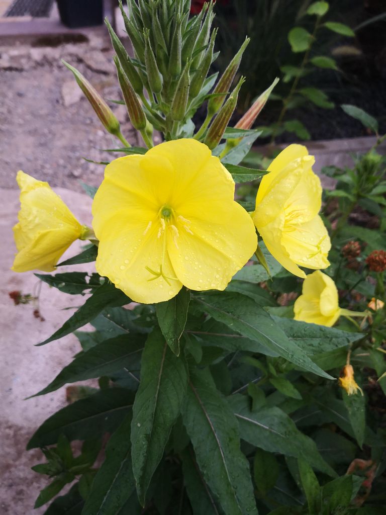 2000 Samen Gemeine Nachtkerze (Oenothera biennis) – Bienenfreundlicher Nektarlieferant & Heilpflanze
