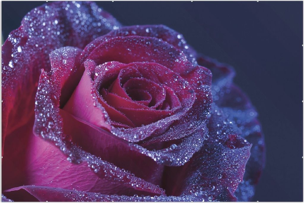 Wallario Wandbild Rote Rosenblüte im Regen, Größe: 61 x 91,5 cm, Poster mit rahmenlosen Bildhalter