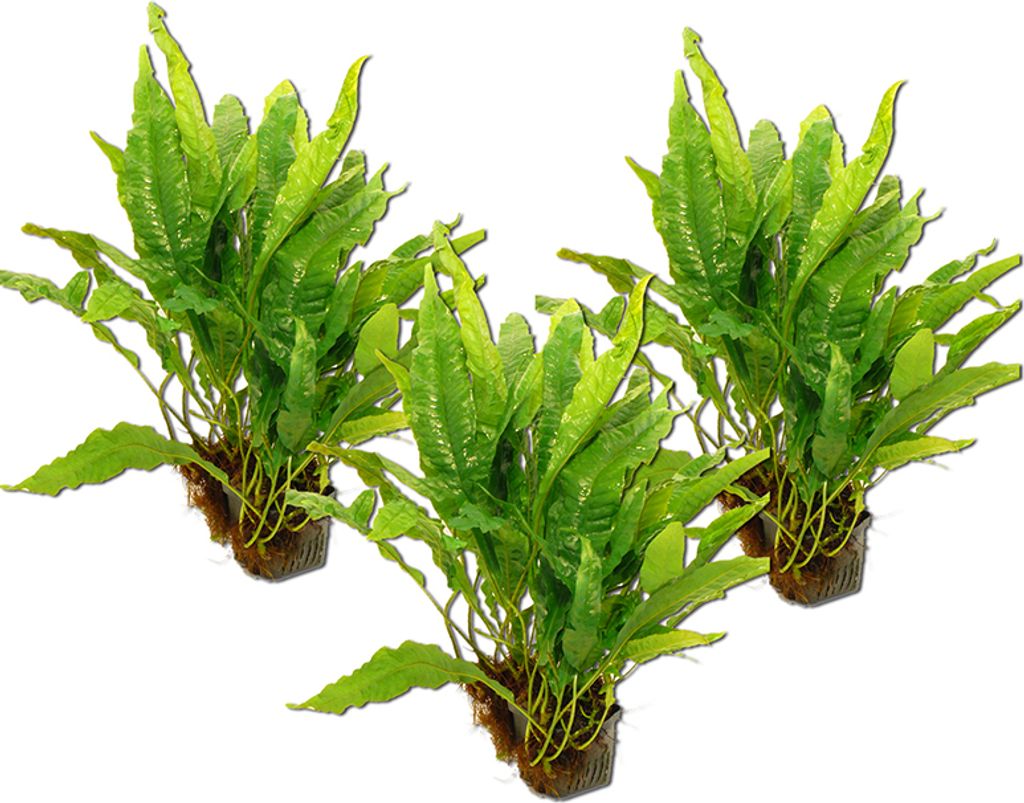 3 Mutterpflanzen Javafarn (Microsorium pteropus)