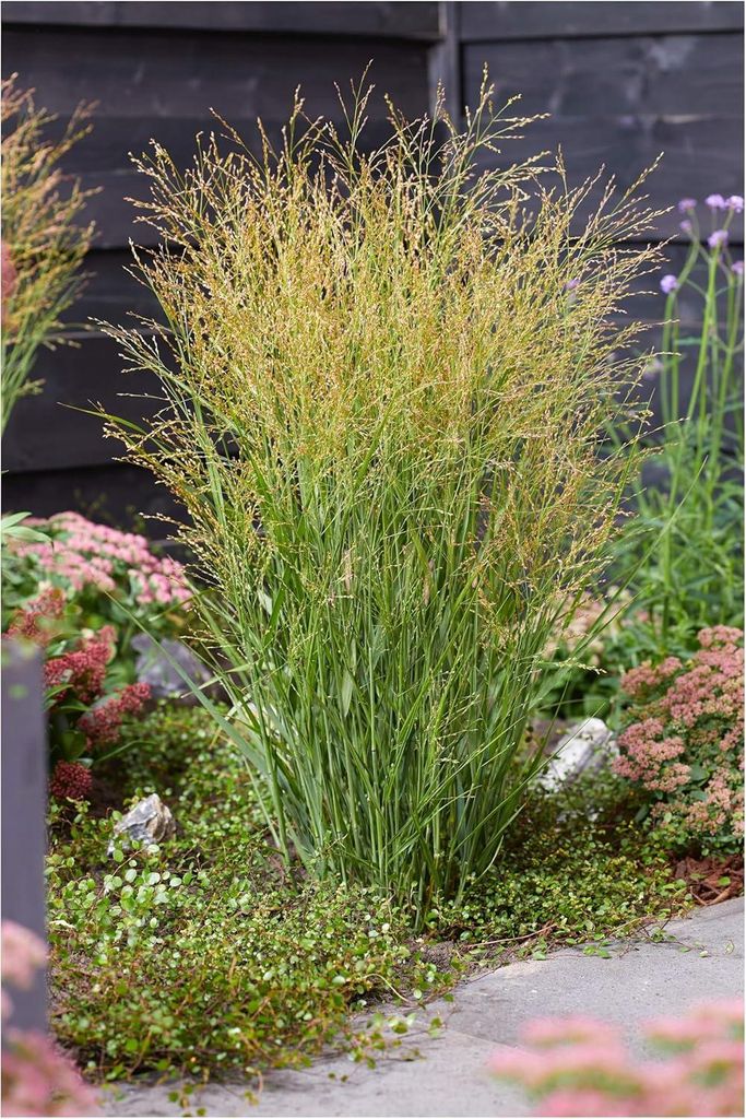Stauden Gänge 3 x Panicum virgatum 'JS Buffalo Green' im 1 Liter Topf - Rutenhirse - Frisches Grün für lebendige Akzente - NEUE SORTE - Winterhart