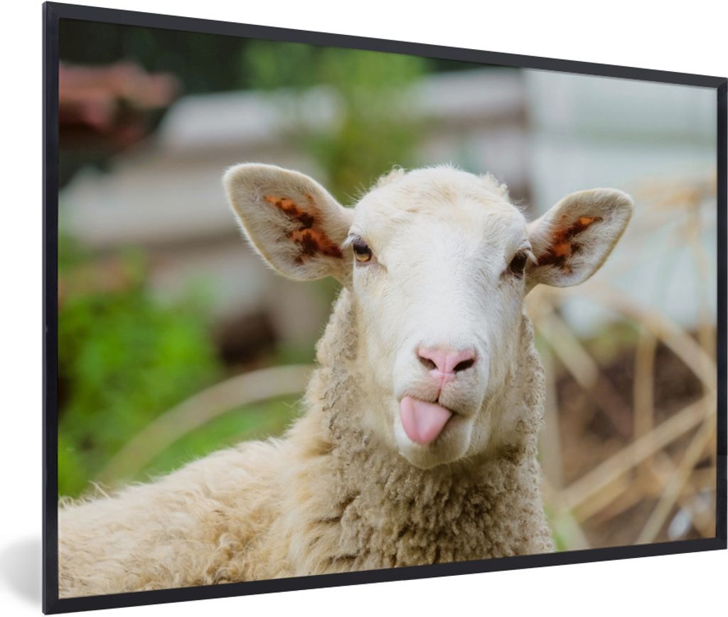 MuchoWow Gerahmtes Poster Schafe - Tiere - Wolle 30x20 cm - Poster mit Schwarzem Bilderrahmen Wandposter Rahmen Foto Bilder - Kunstdruck - Bild-P...
