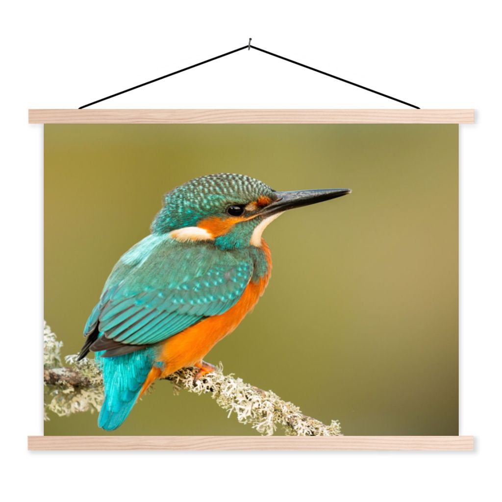 MuchoWow Textilposter Eisvogel - Tiere - Vogel 60x45 cm mit holzfarbenen Rahmen - Bild