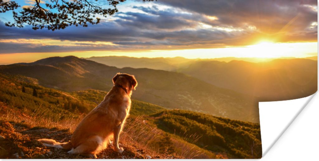MuchoWow Poster Ein Golden Retriever beobachtet den Sonnenuntergang 160x80 cm - Foto Poster