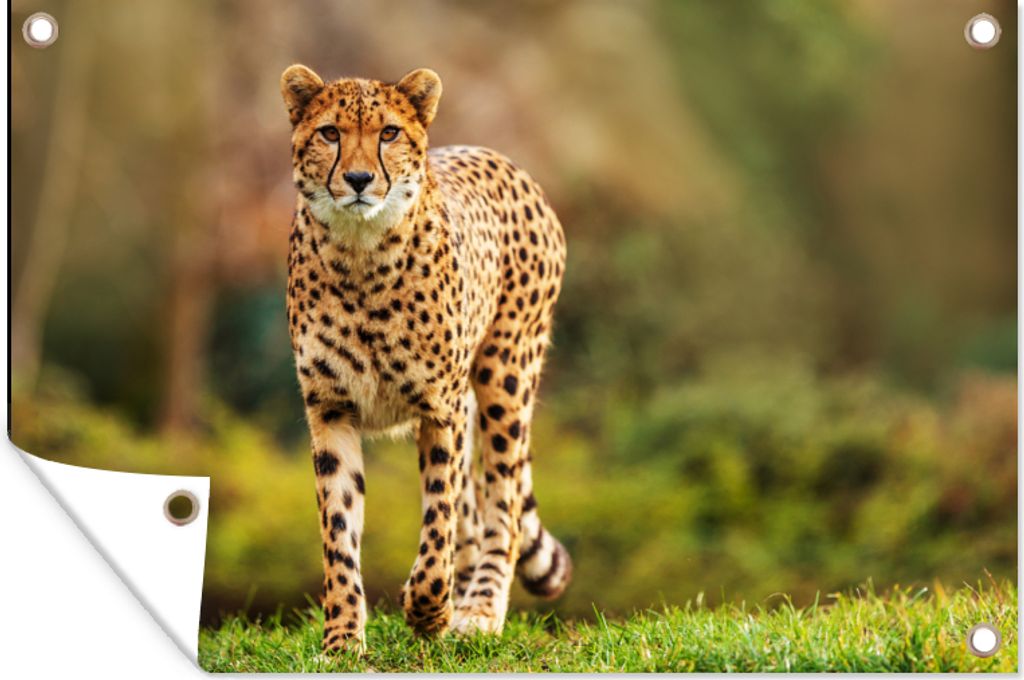 MuchoWow 60x40 cm Outdoor-Poster Gartendeko Sichtschutz Garten Poster für den Garten Wildtiere - Gras - Leopard - Natur