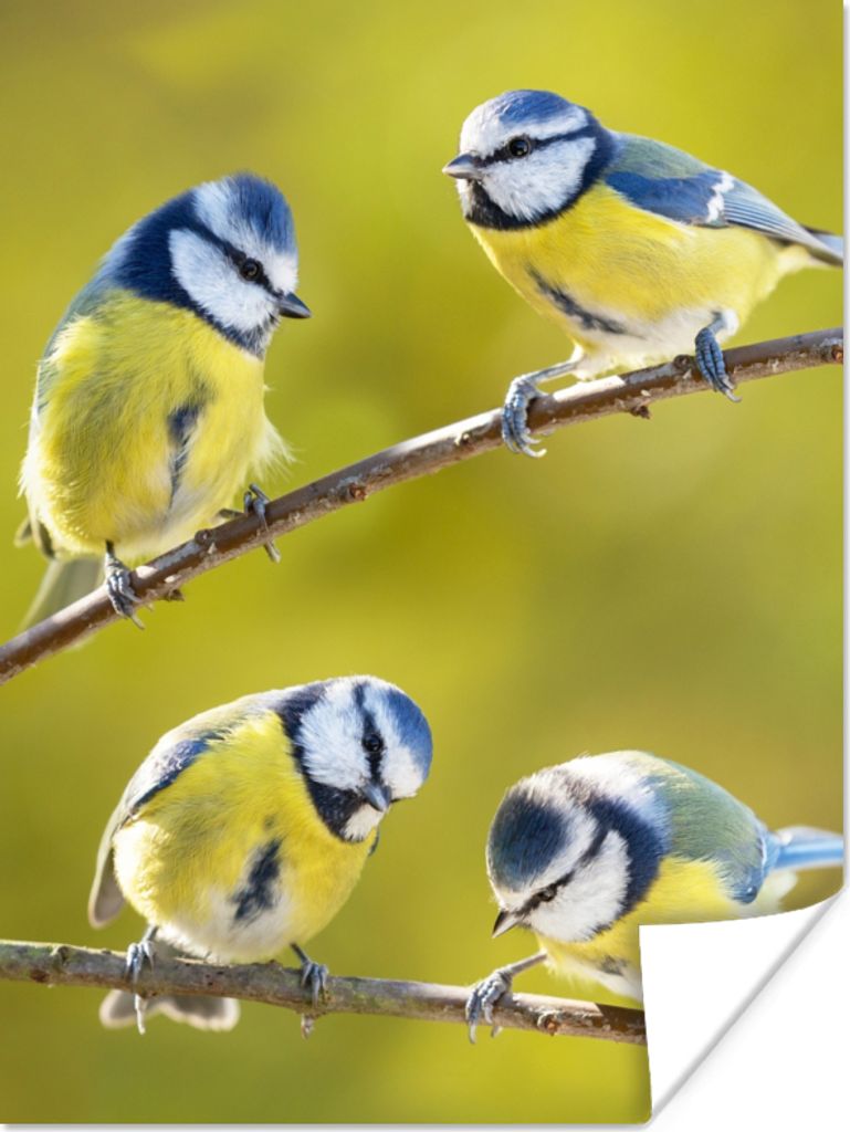 MuchoWow Poster Vogel - Blaumeise - Äste - Sonne 30x40 cm - Wandplakat - Poster Kinderzimmer
