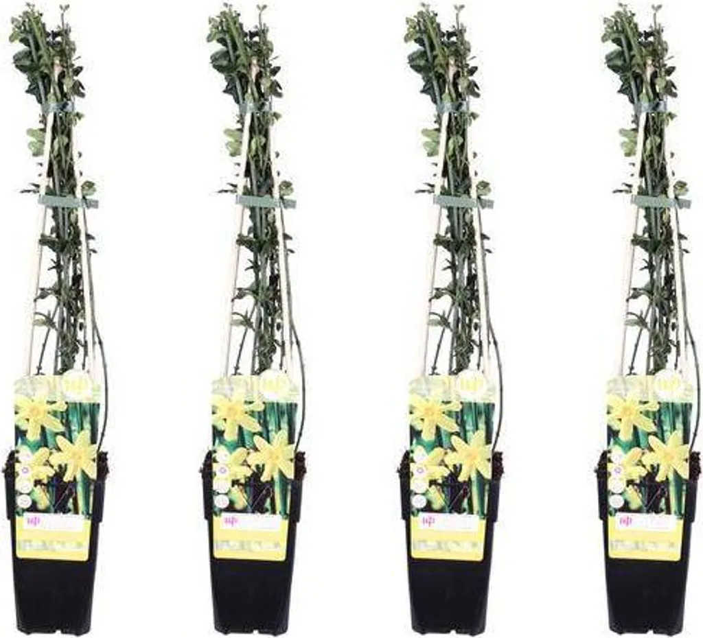 Jasmin d'hiver jaune Jasminum nudiflorum rustique - Lot de 4 pots