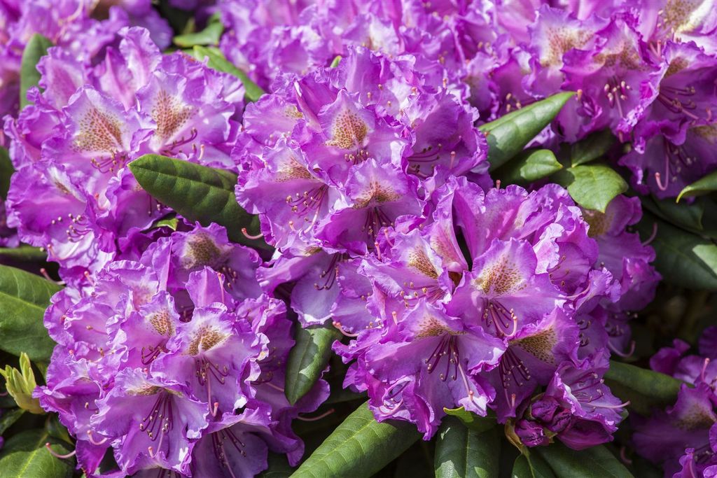 Rhododendron yakushimanum 'Bohlken's Lupinenberg', rosa, 25–30 cm