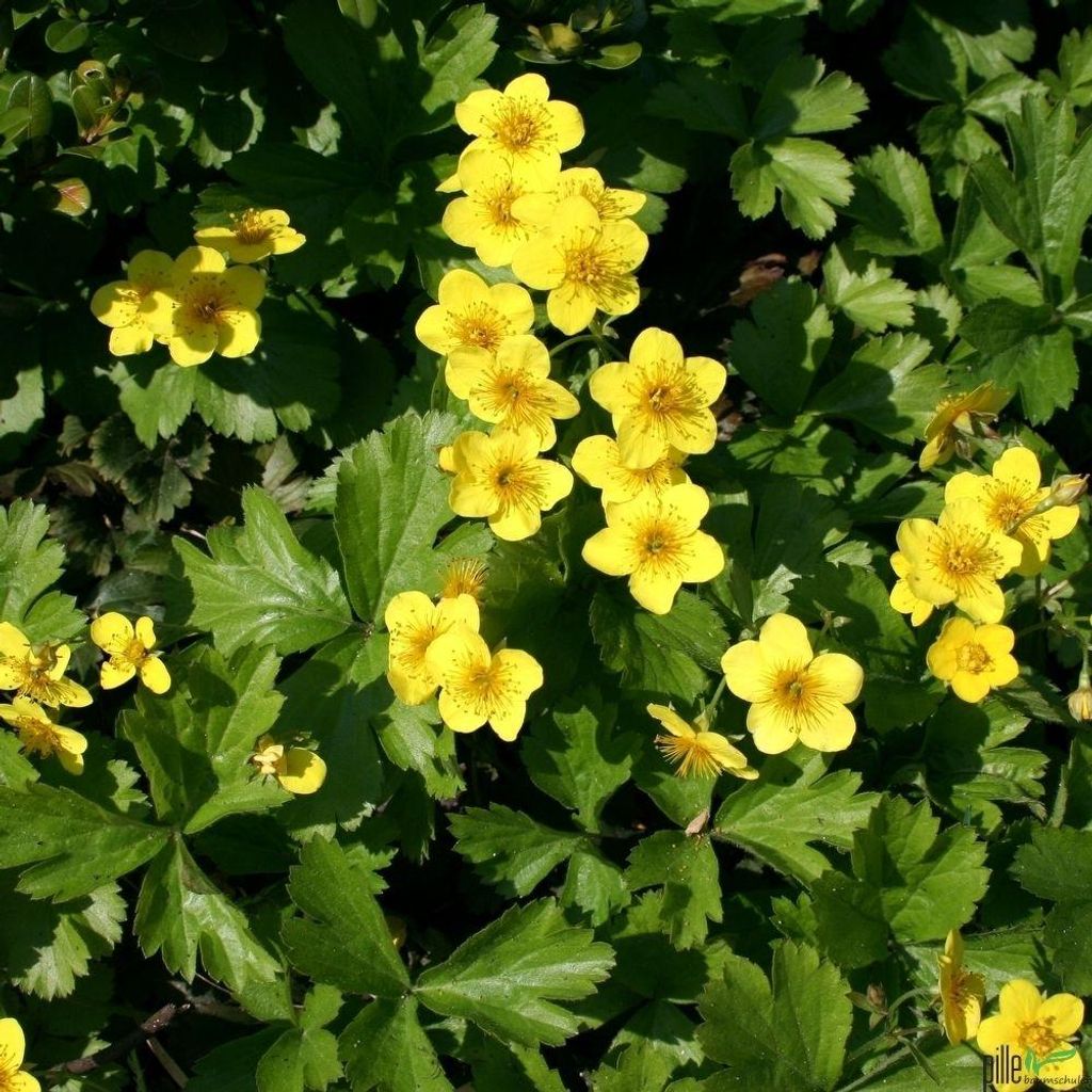 Waldsteinia ternata Golderdbeere Waldsteinie Bodendecker Produktbild 