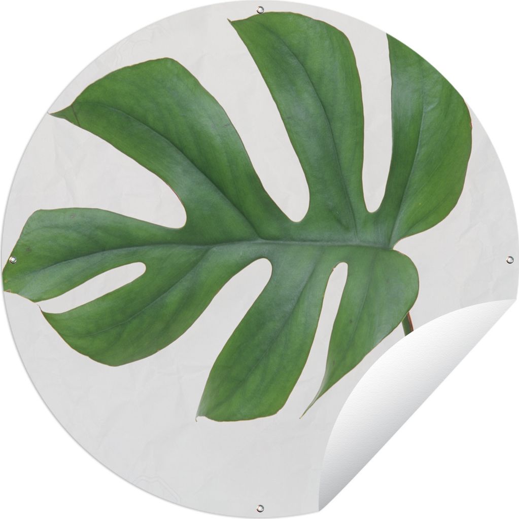 MuchoWow Gartenposter Outdoor-Poster Rund Botanisches Blatt auf weißem Hintergrund Ø 90 cm Gartendeko Rundes Poster draußen