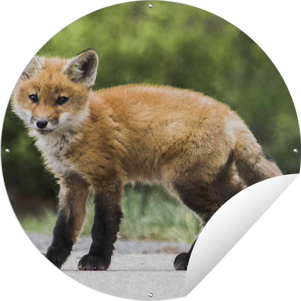 MuchoWow Gartenposter Outdoor-Poster Rund Fuchs - Welpe - Straße Ø 60 cm Gartendeko Rundes Poster draußen