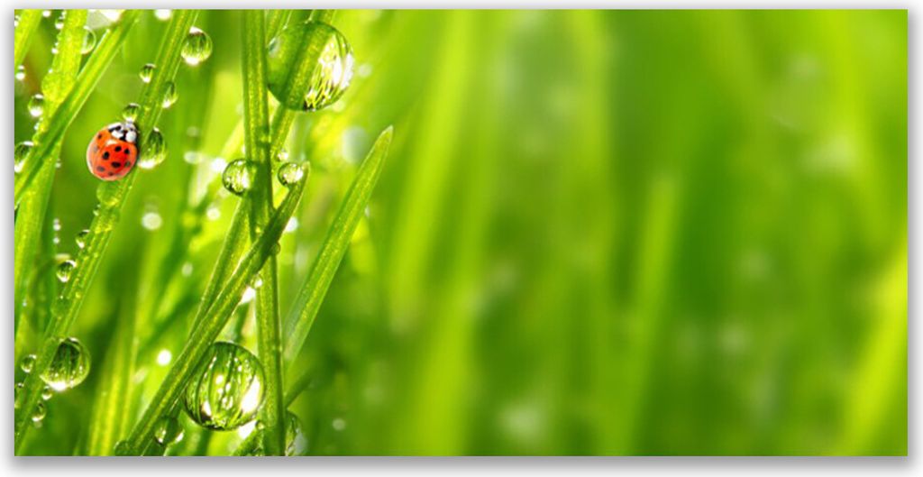 Tulup Leinwand-Bilder 140x70 Wandbild Canvas Kunstdruck Gras Marienkäfer Natur
