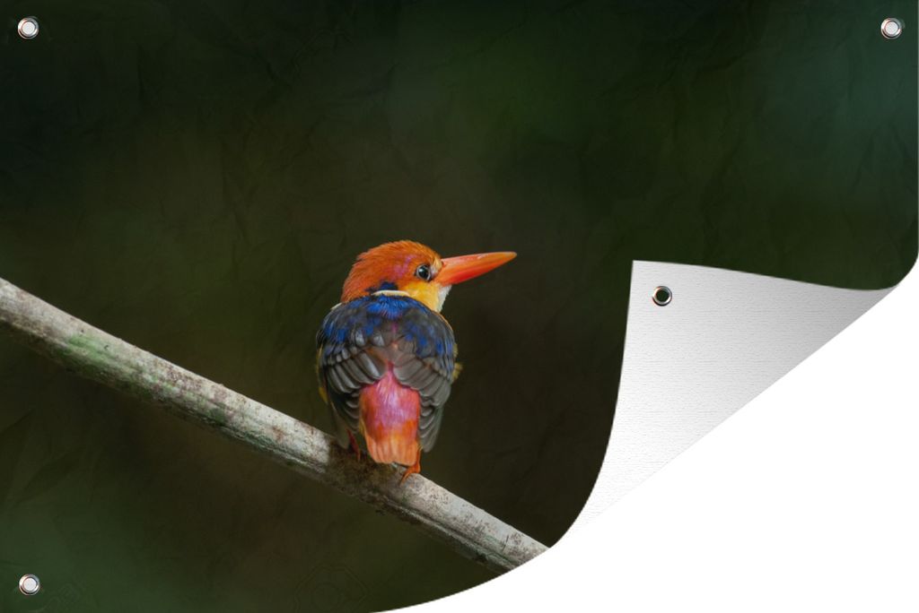 MuchoWow 60x40 cm Outdoor-Poster Gartendeko Sichtschutz Garten Poster für den Garten Vielfarbiger Zwergfischer im Wald