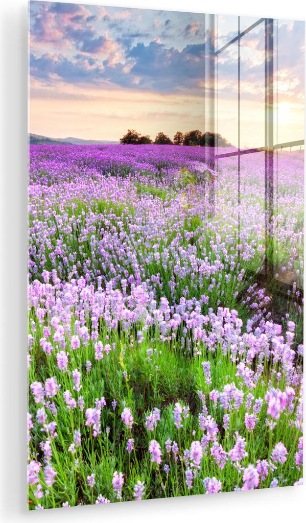 MuchoWow Glasbilder - Bilder auf Wandbild - Foto auf Glas Lavendel - Blumen - Sonnenuntergang - Lila - Wiese 80x120 cm Wanddekoration aus Glas - Ac...