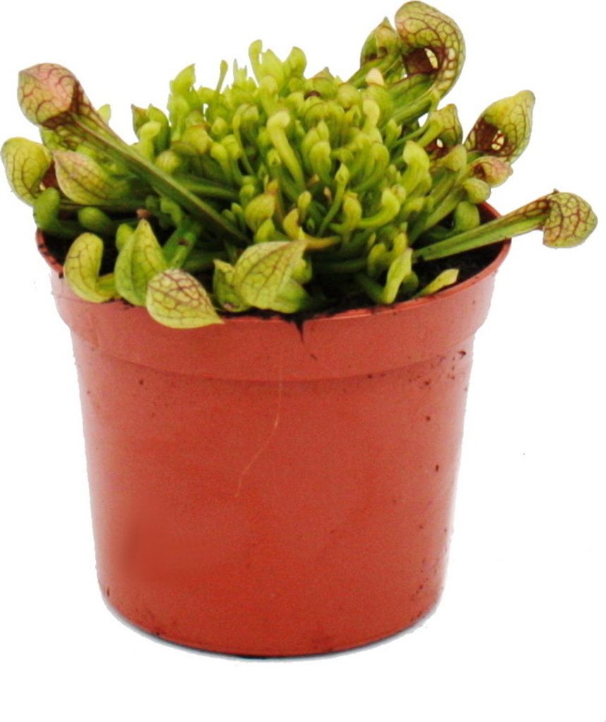 Schlauchpflanze - Sarracenia psittacina Hybr. "Scarlett Belle" - Fleischfressende Pflanze - 9cm Topf