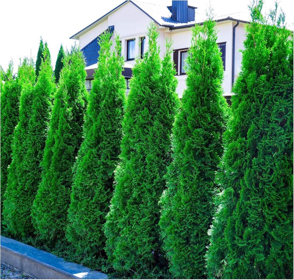 Stauden Gänge 10 x Thuja occidentalis 'Smaragd' - Produktbild 