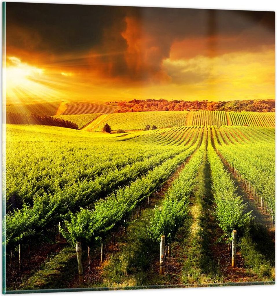 Bilder auf glas - Land Weingut Pflanzung - 70x70cm - Glasbilder - Wandbilder - Kunstdruck - zum Aufhängen bereit - Wanddekoration aus Glas - Glas ...