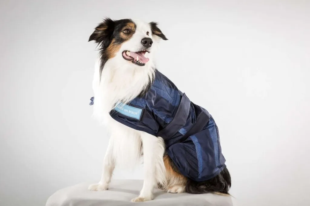 Offerta Cappotto Refrigerante Cane Back on Track - Preveni il Colpo di Calore