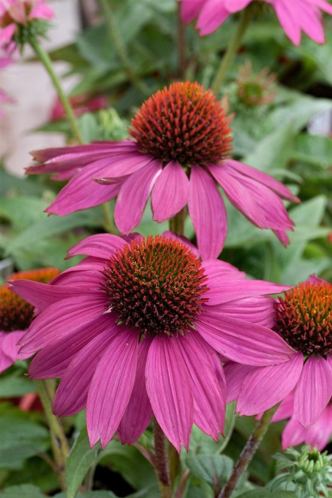 Echinacea purpurea 'PowWow Wild Berry', Purpursonnenhut, Produktbild 