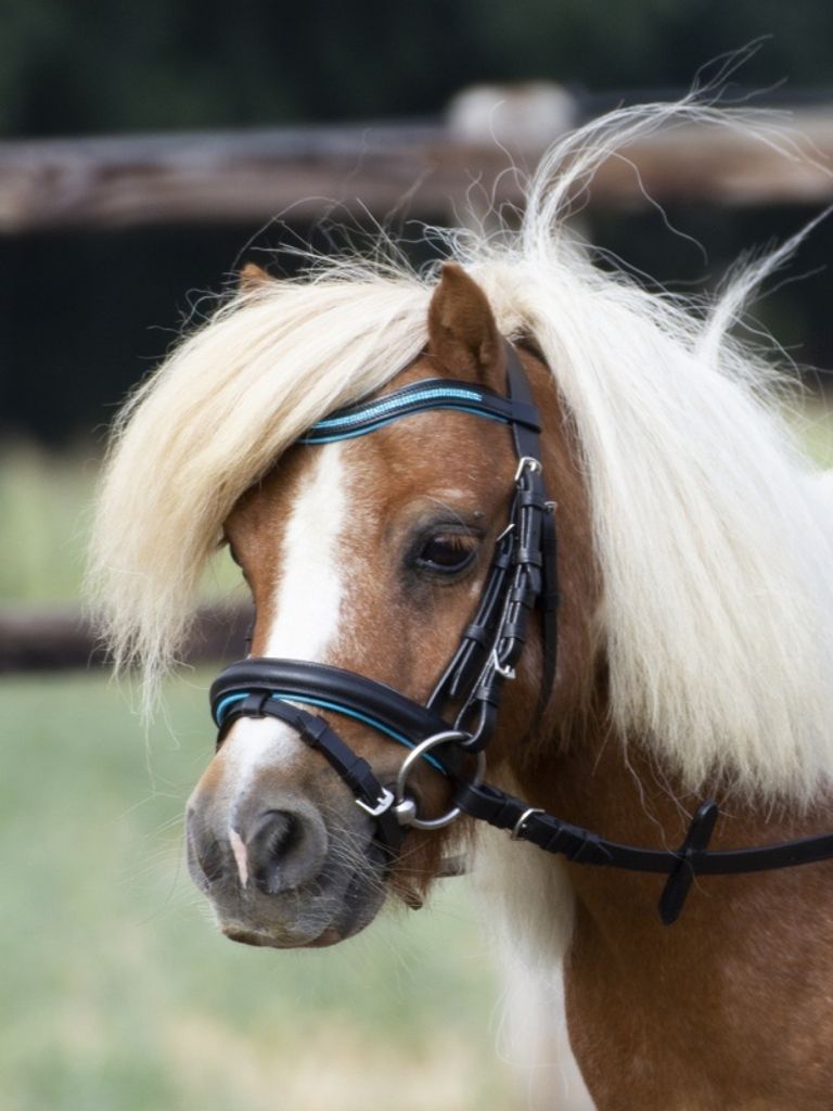 Trense LITTLE Ledertrense speziell für Mini-Shettys und Produktbild 2