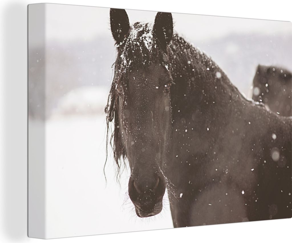 OneMillionCanvasses - Leinwandbilder - 140x90 cm, Friesisches Pferd im Schnee, Wandbilder Kunstdruck Wanddekoration - Foto auf Leinwand - Gemäld...