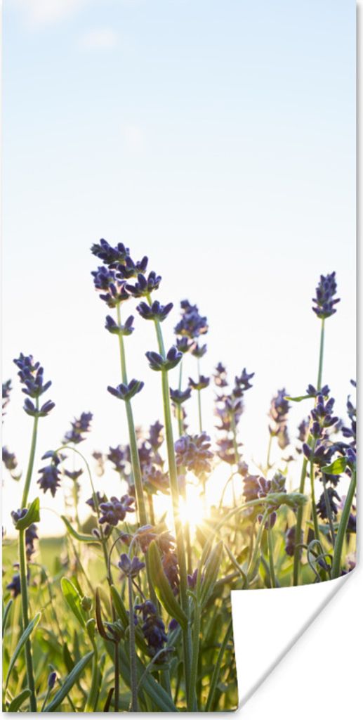 MuchoWow Poster Nahaufnahme von Lavendel bei Sonnenuntergang 20x40 cm - Plakat - Foto