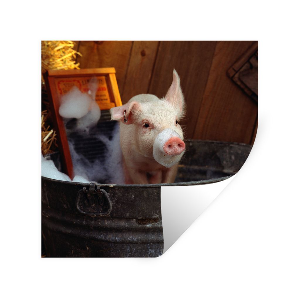 MuchoWow Wandtattoo Wandsticker Wandaufkleber Gewaschenes Schwein 30x30 cm Selbstklebend und Repositionierbar - Repositionierbar - Wasser abweisend