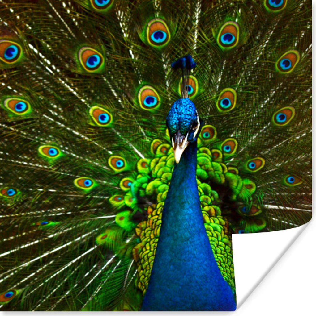 MuchoWow Poster Pfau - Federn - Muster - Blau 30x30 cm - Wandposter - Printing