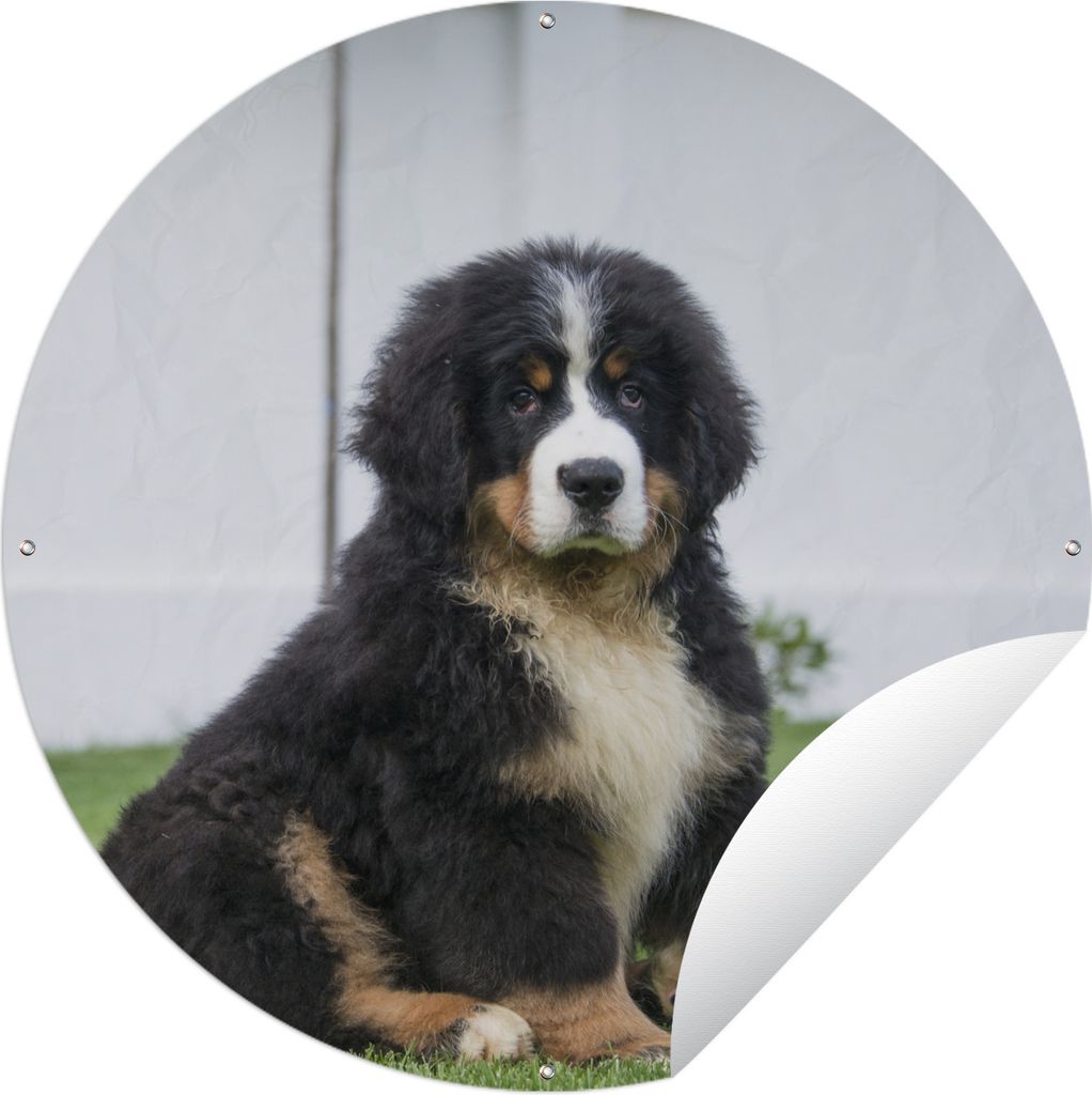 MuchoWow Gartenposter Outdoor-Poster Rund Super süßer Berner Sennenhund Welpe Ø 60 cm Gartendeko Rundes Poster draußen