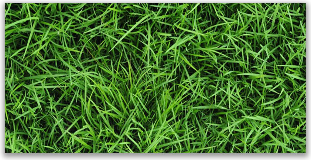 Tulup Leinwand-Bilder 120x60 Wandbild Canvas Kunstdruck Gras Rasen Pflanzen