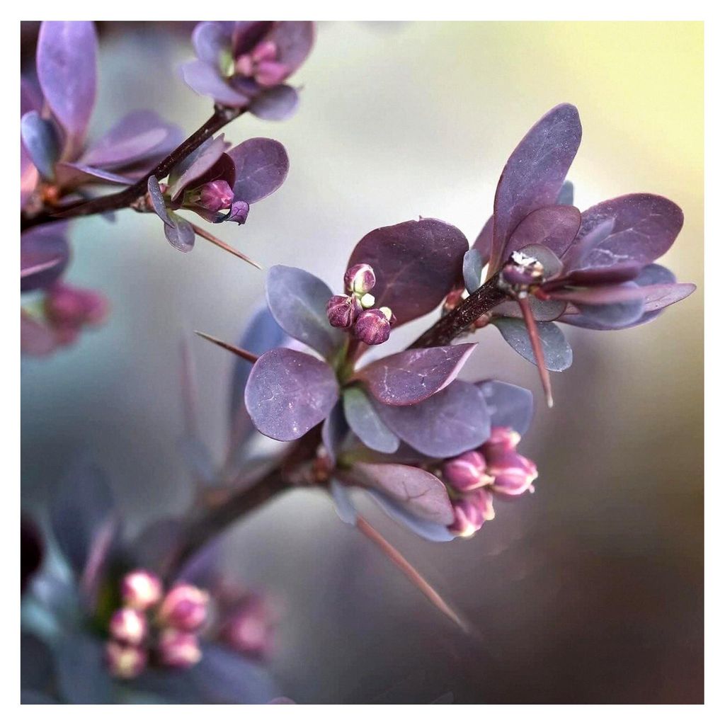 Blutberberitze Atropurpurea Rote Heckenberberitze 35-45 cm