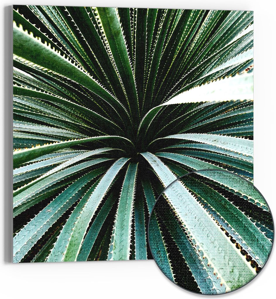 DEQOART Hybrid Leinwand Bild 30x30 cm 'Agave im Fokus' Wandbild Glas flach modern