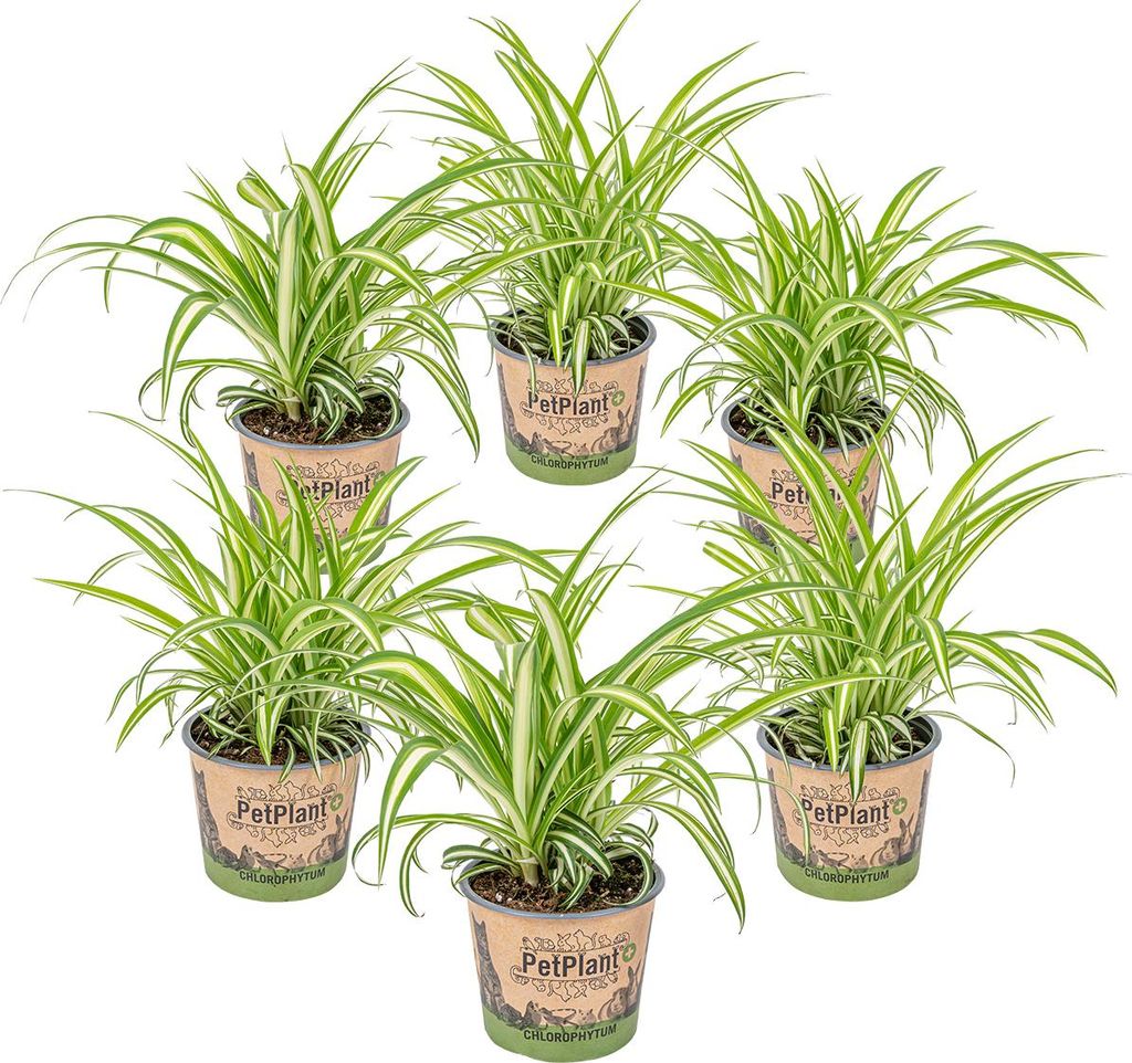 Bloomique - Zestaw 6 szt. - Chlorophytum Variegatum - Zdjęcie produktu 