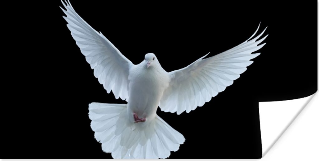 MuchoWow Poster Taube - Vogel - Schwarz - Weiß - Porträt 160x80 cm - Foto Poster