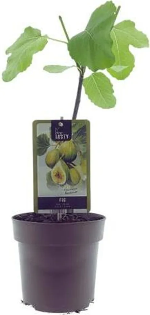 Ficus Panachee Figuier Résistant : La Plante Idéale pour Débutants