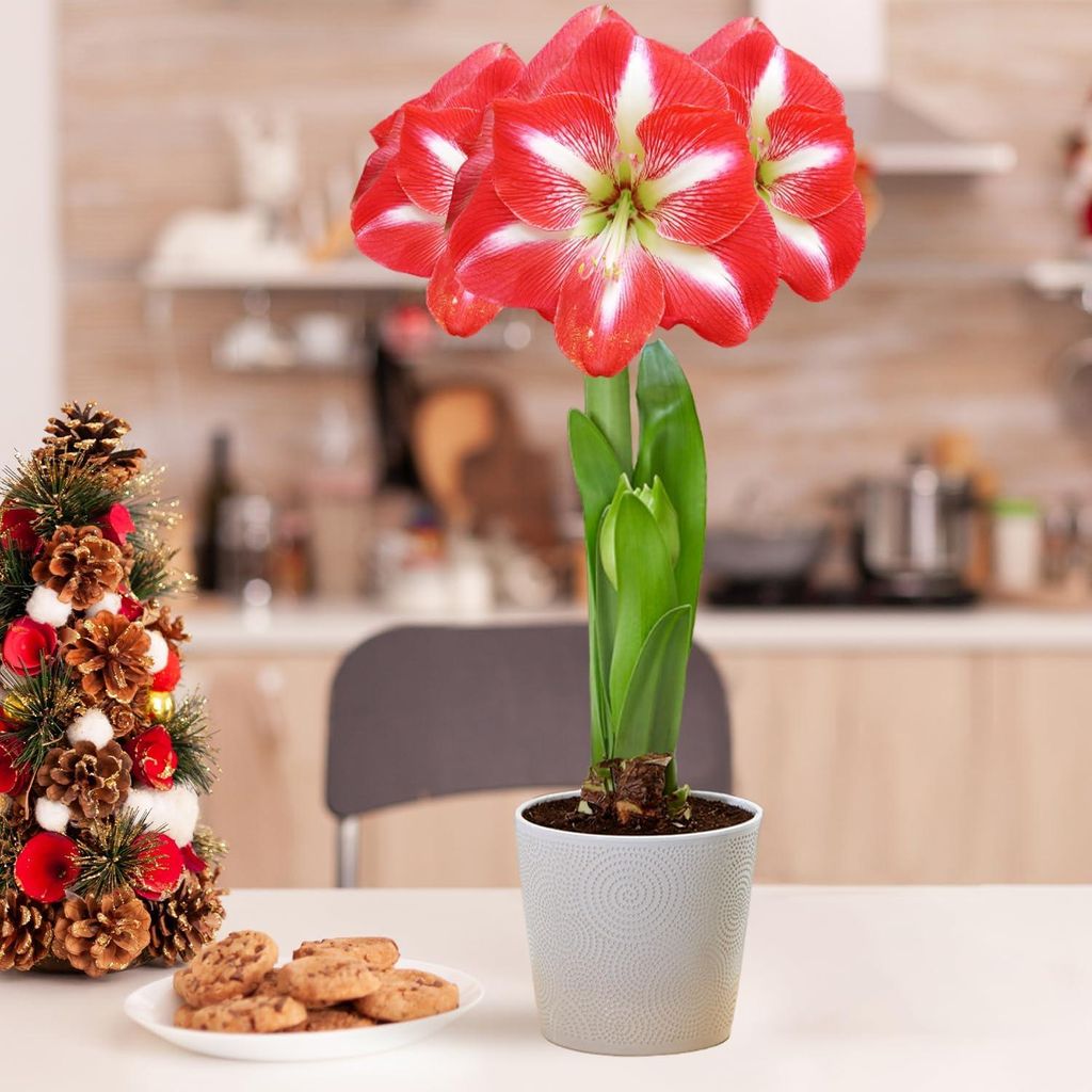 Amaryllis Zwiebel Striped Passion - 1 Blumenzwiebel in Produktbild 