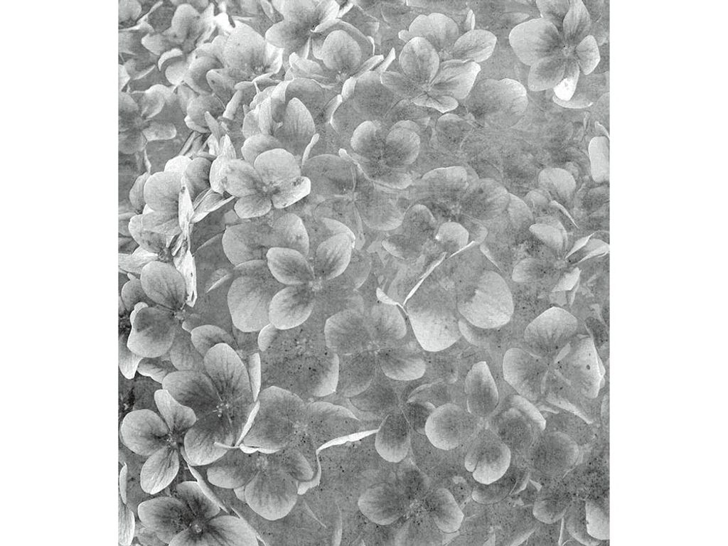 Fototapete - Apple Tree Abstract III 225x250cm - Vliestapete