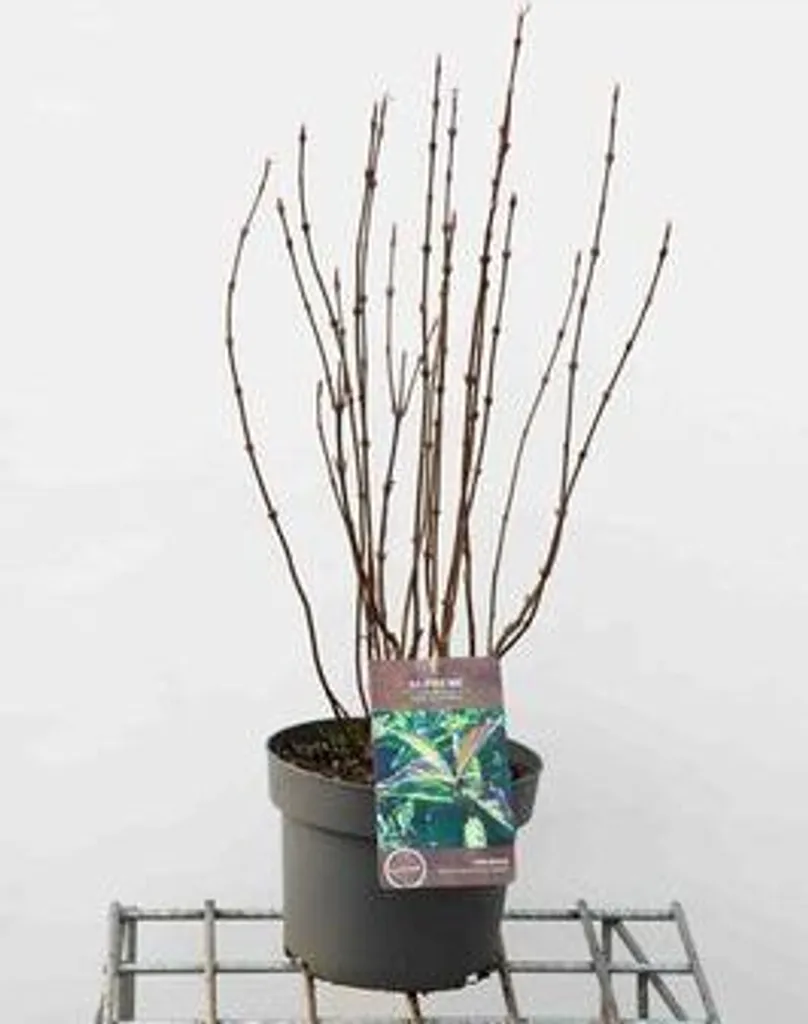 Viburnum dentatum Blue Muffin pour Haie Vive - Boule de Neige 50-60 cm