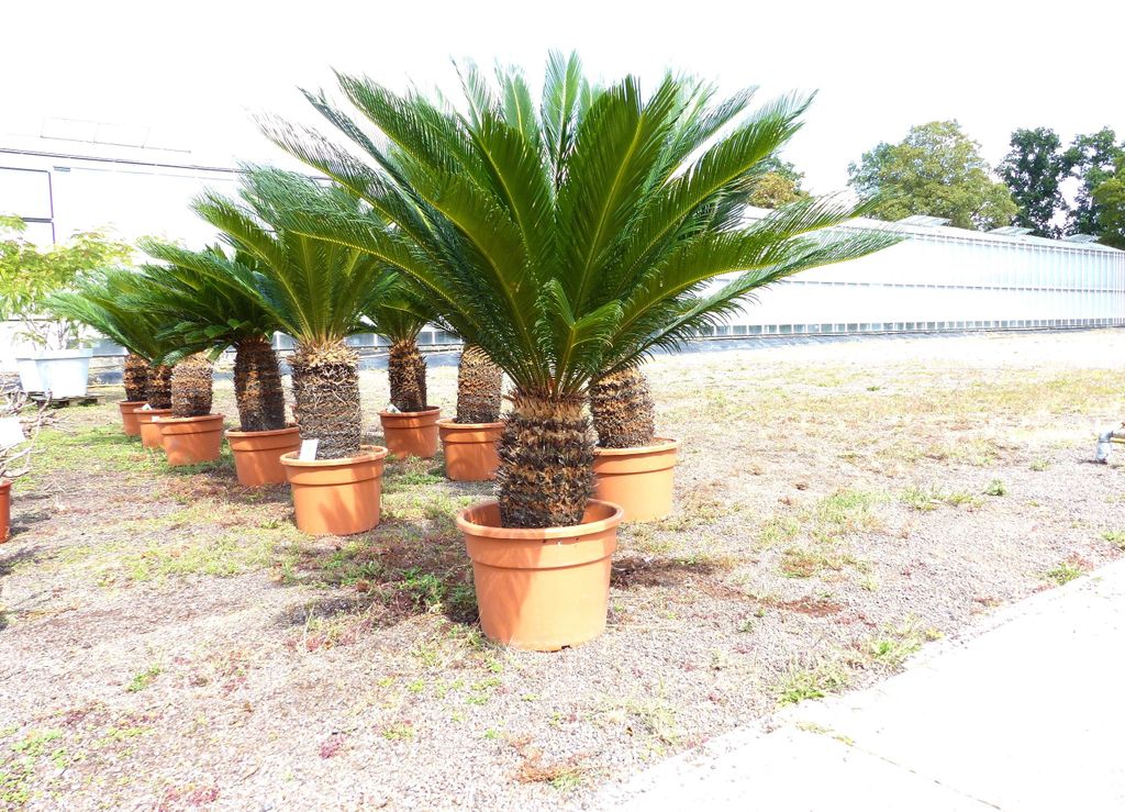 Cycas revoluta 130–150 cm – Japanische Sagopalme Palmfarn Produktbild 