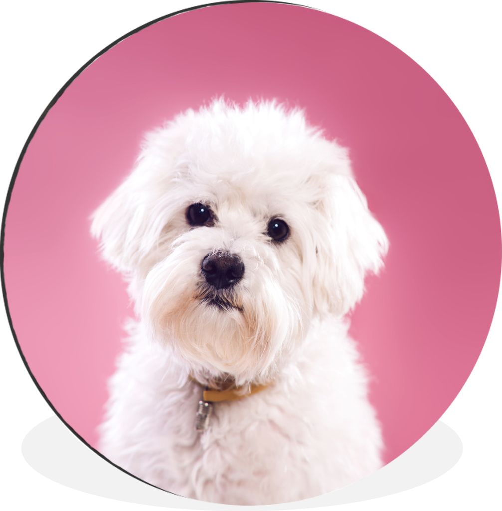 MuchoWow Aluminium Wandkreis Malteser Hund mit rosa Hintergrund Ø 90 cm Wanddeko Modern Wohnzimmer - Mauerkreis - Wandbilder - Runde Bild - Bild...