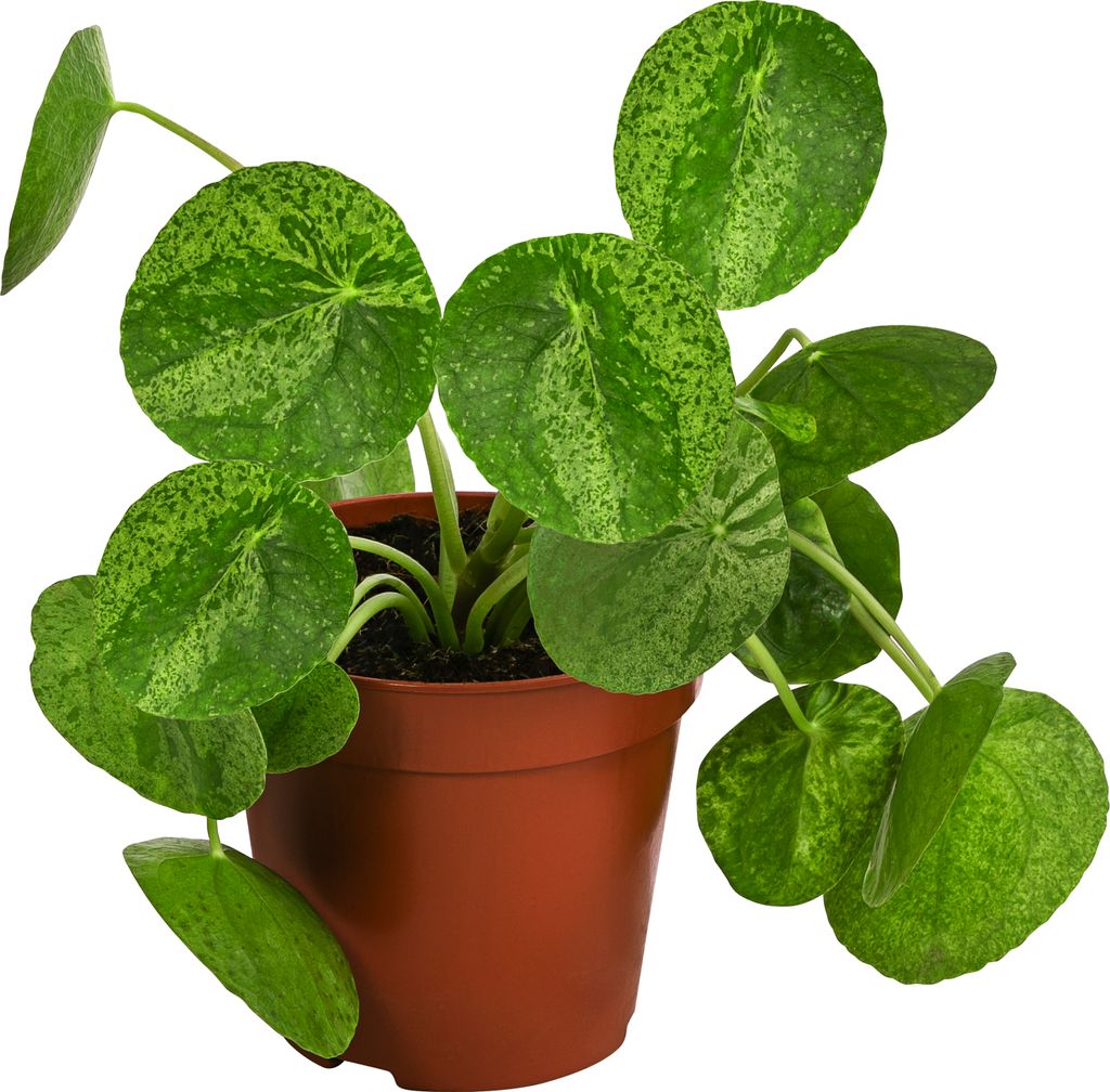 Dehner Glückstaler Mojito, Pilea peperomioides, Produktbild 