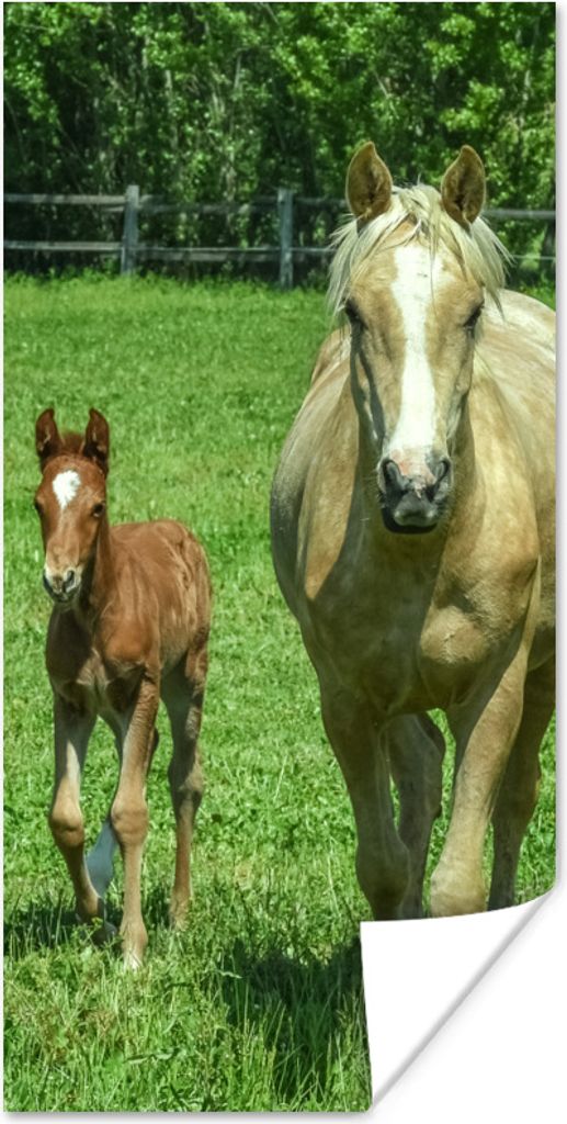 MuchoWow Poster Pferd - Fohlen - Tiere 80x160 cm - Kinderzimmer