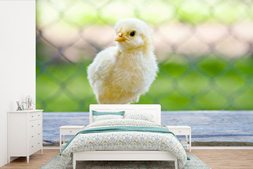 MuchoWow Fototapete für Wohnzimmer oder Schlafzimmer Wandtapete Vinyl Motivtapete Kleines gelbes Küken vor einem Zaun - 390x260 cm - Papiertapete