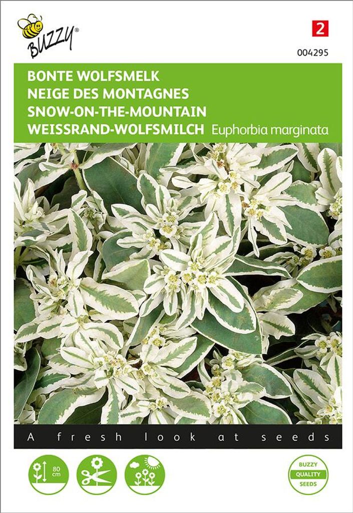 Artikelbild 2 von 'Weissrand-Wolfsmilch' aus der Kategorie Blumensamen