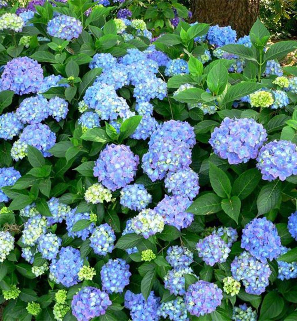 Bauern-Hortensie ́BODENSEE ́, Cont. 1,4 l