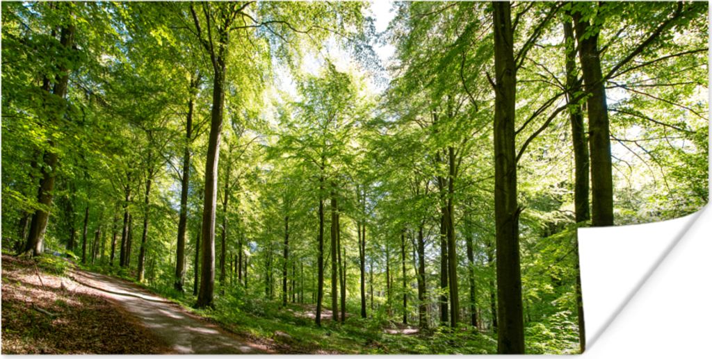 MuchoWow Poster Wald - Sonne - Baum 120x60 cm - Bild