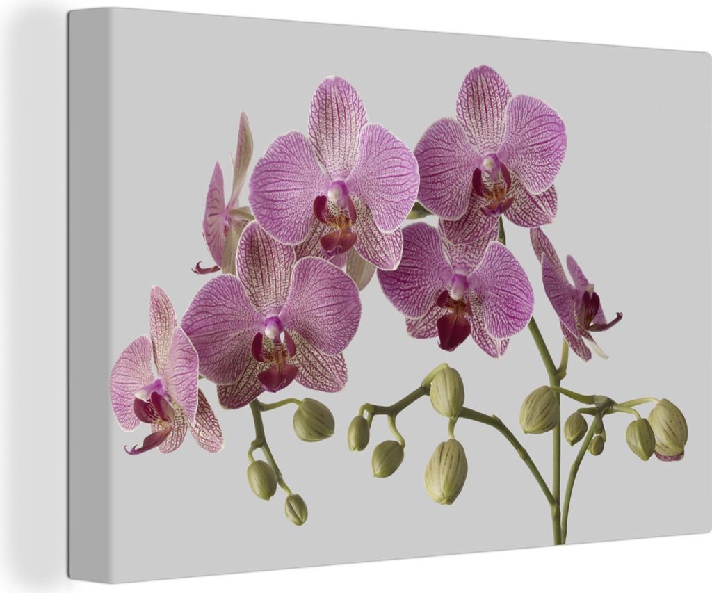 OneMillionCanvasses - Leinwandbilder - 150x100 cm, Orchideen auf grauem Hintergrund, Wandbilder Kunstdruck Wanddekoration - Foto auf Leinwand - G...